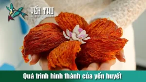 qua-trinh-hinh-thanh-cua-yen-huyet